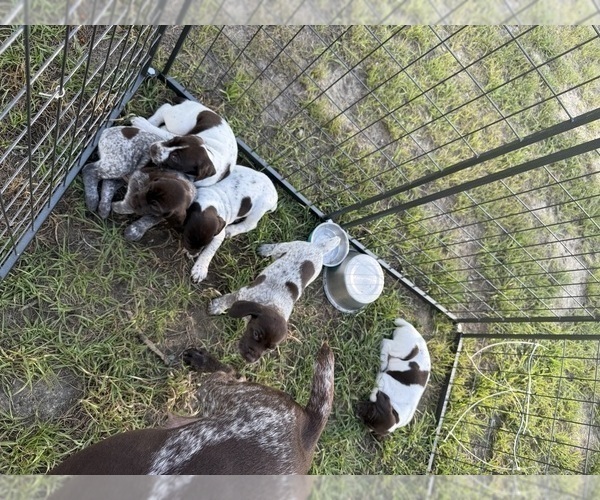Medium Photo #1 German Shorthaired Pointer Puppy For Sale in CAMDEN, SC, USA