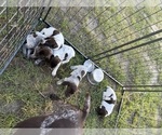 Small German Shorthaired Pointer
