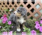 Small Photo #4 Bernedoodle Puppy For Sale in WEST BRANCH, MI, USA
