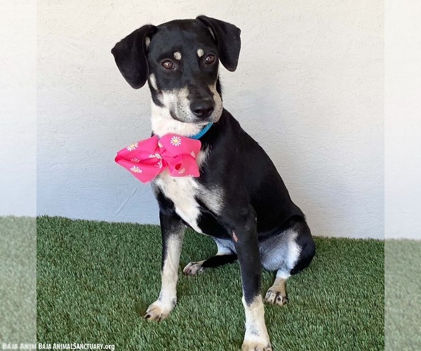 Medium Photo #9 Australian Kelpie-Labrador Retriever Mix Puppy For Sale in San Diego, CA, USA