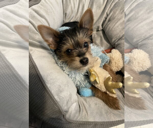 Medium Photo #2 Mutt Puppy For Sale in Allentown,, PA, USA