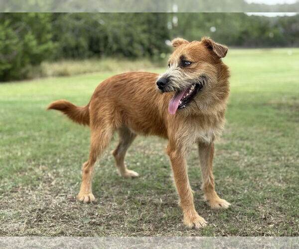 Medium Photo #2 Mutt Puppy For Sale in PIPE CREEK, TX, USA