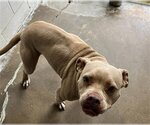 Small Photo #1 American Pit Bull Terrier Puppy For Sale in Rosenberg, TX, USA