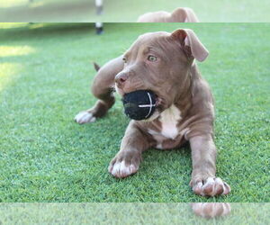 Medium American Pit Bull Terrier