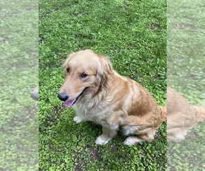 Mother of the Golden Retriever puppies born on 05/12/2025