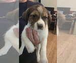 Small #4 Beagle Mix