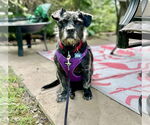 Small Cairn Terrier Mix