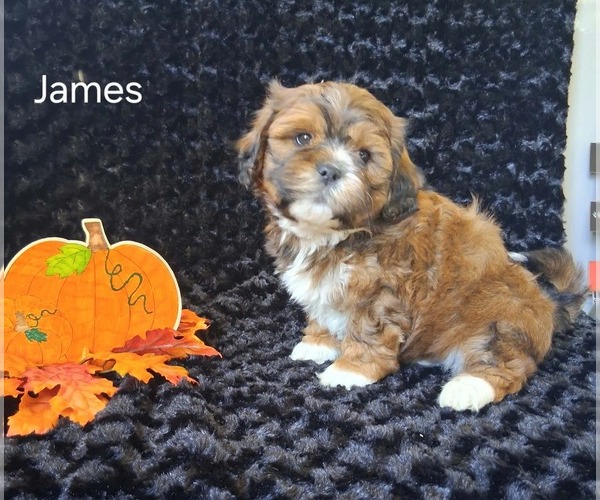 Medium Photo #2 Zuchon Puppy For Sale in MOUNT PLEASANT, MI, USA