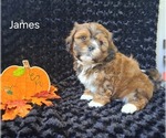 James - Male Zuchon Puppy for Sale - Photo #2
