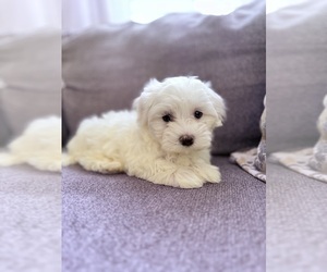 Medium Maltese-Maltichon Mix
