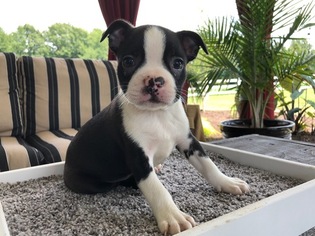 Boston Terrier Puppy for sale in MILLERSBURG, OH, USA