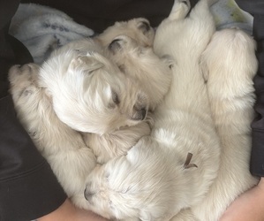 English Cream Golden Retriever Puppy for sale in SPOTSYLVANIA, VA, USA