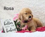 Image preview for Ad Listing. Nickname: Rosa AKC