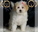 Small #6 Maltipoo