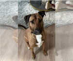 Small #1 Mutt