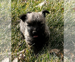 Small #1 Cairn Terrier