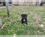 Small Photo #7 Boxer Puppy For Sale in Austin, TX, USA