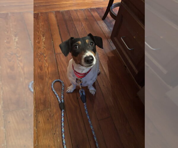 Medium Photo #3 Jack Russell Terrier Puppy For Sale in Oak Bluffs, MA, USA