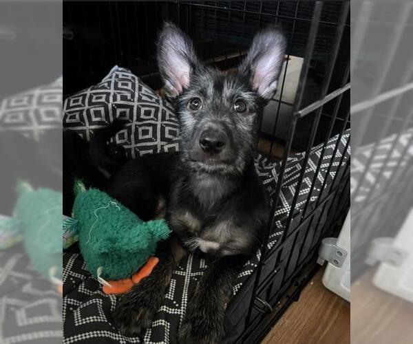 Medium Photo #1 Mutt Puppy For Sale in San Antonio, TX, USA