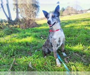 Australian Shepherd-Unknown Mix Dogs for adoption in McKinleyville, CA, USA
