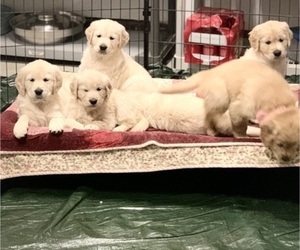 Golden Retriever Puppy for sale in TEMECULA, CA, USA