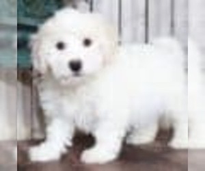 Zuchon Puppy for sale in MOUNT VERNON, OH, USA