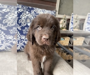 Newfoundland Puppy for sale in ELLIJAY, GA, USA