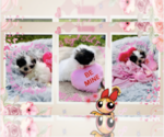 Small Photo #3 Shih Tzu Puppy For Sale in ATHENS, GA, USA