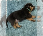 Puppy GreenBoy Rottweiler