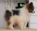 Small Photo #4 Pomeranian Puppy For Sale in FREDERICKSBG, OH, USA