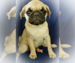 Small Photo #2 Pug Puppy For Sale in LOUISE, TX, USA