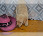Small #2 Labrador Retriever