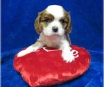 Small Photo #6 Cavalier King Charles Spaniel Puppy For Sale in NORWOOD, MO, USA