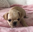 Small #9 French Bulldog