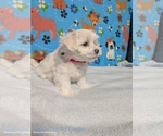 Puppy Fozzie Maltese
