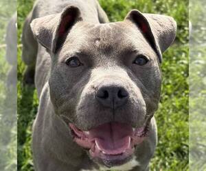 Mutt Dogs for adoption in Jefferson, WI, USA