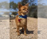 Small #2 Pomeranian Mix