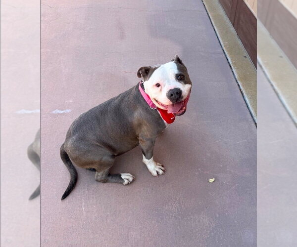 Medium Photo #18 American Staffordshire Terrier-Unknown Mix Puppy For Sale in Lake Forest, CA, USA