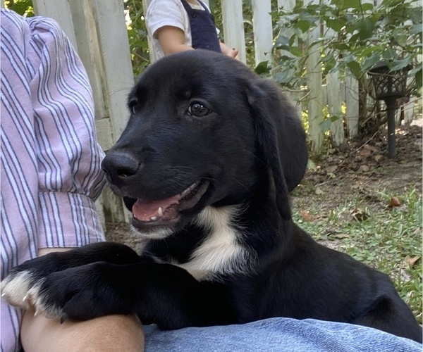 Medium Photo #1 Golden Labrador Puppy For Sale in MIDWAY, GA, USA