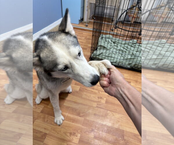 Medium Photo #5 Siberian Husky Puppy For Sale in Cedar Crest, NM, USA