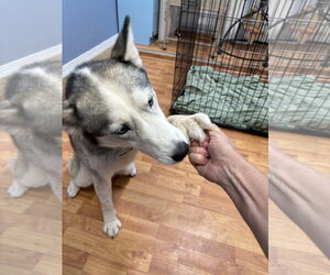 Skye - Female Siberian Husky Dog for Adoption - Photo #5