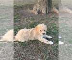 Puppy King Goldendoodle (Miniature)
