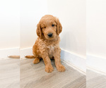 Small Goldendoodle