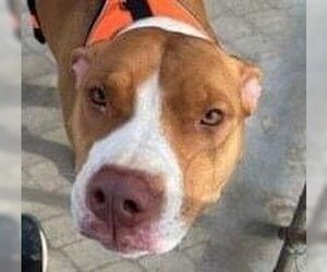 Plott Hound-Retriever  Mix Dogs for adoption in Canton, CT, USA
