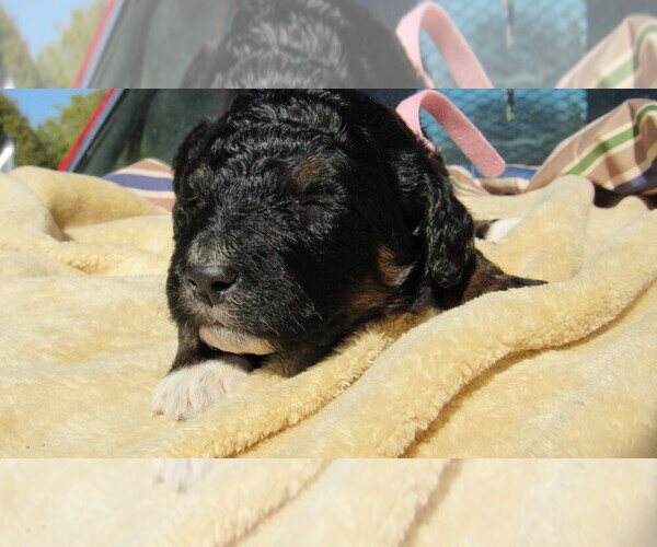 Medium Photo #5 Bernedoodle Puppy For Sale in BIG ROCK, IL, USA