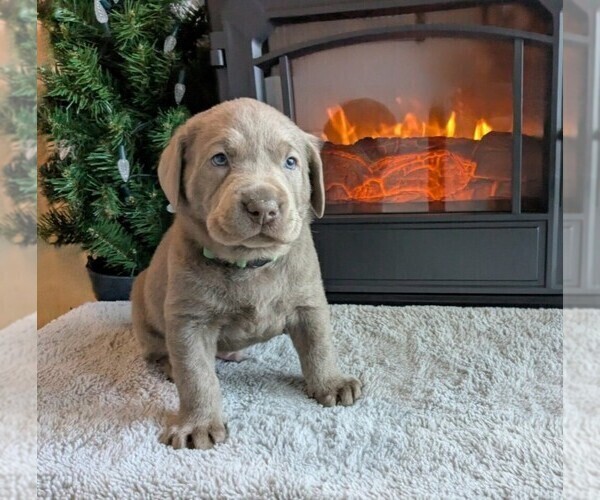 Medium Photo #2 Labrador Retriever Puppy For Sale in PALMYRA, VA, USA
