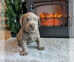 Small #1 Labrador Retriever
