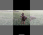 Small #4 Doberman Pinscher
