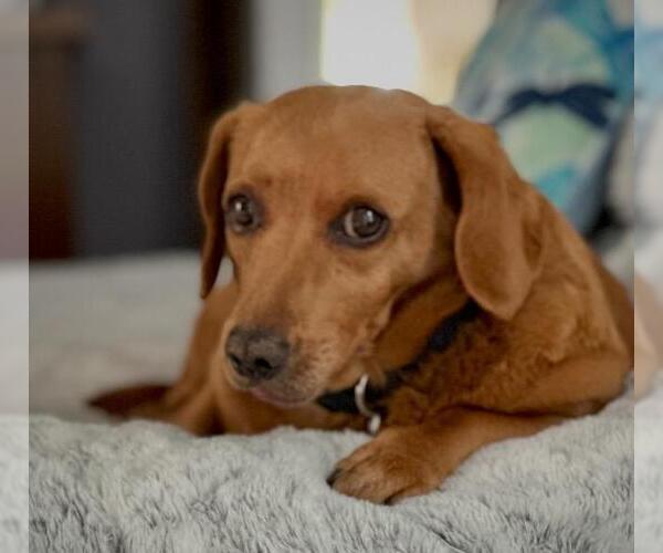 Medium Photo #6 Dachshund Puppy For Sale in Los Angeles, CA, USA