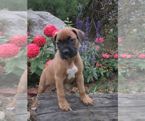 Boxer Puppy for sale in SHILOH, OH, USA